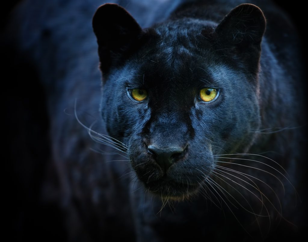 a black leopard coming out of the dark.